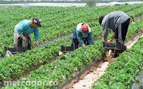 Angajam muncitori agricoli necalificati