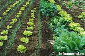 Plantat verdeturi 1600 euro Germania