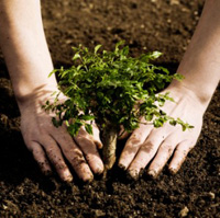 Angajam necalificati la plantat puieti