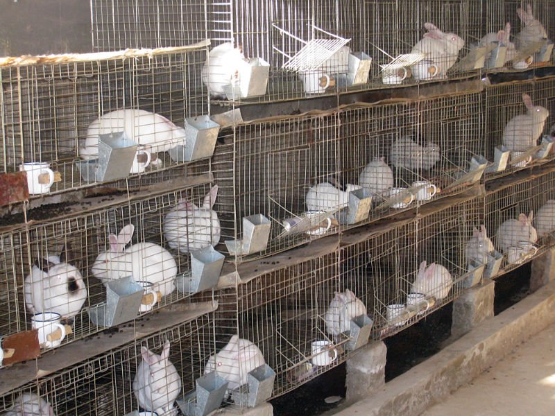 Fermele de iepuri angajeaza personal