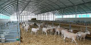 Ferme de capre 1.200 Euro in Germania