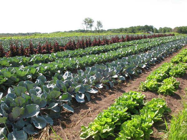 Recoltare culegere ambalare legume-Germania 1350 eur