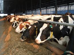 Ferme de vaci 1.400 Euro in Germania