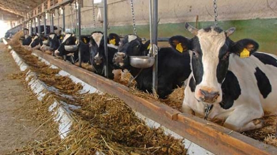  Ferme animale Germania!