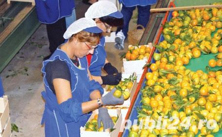 Sortatori hale Germania !