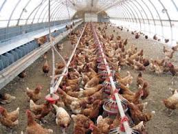 Ferme zootehnice Germania