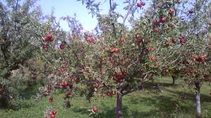 AGRICULTURA MERE SI PERE GERMANIA