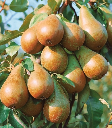 Recoltare mere si pere Germania 