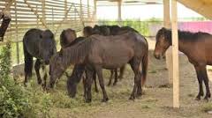 Urgent ingrijitor ferme de animale Germania, 1350 euro