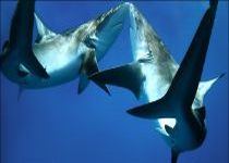 Ipoteza se confirma. Rechinii se pot inmulti asexuat