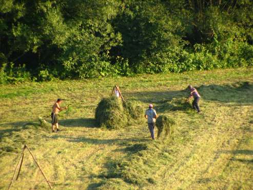 munca pe camp Italia 