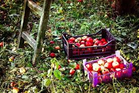 Recoltare mere si pere Germania 