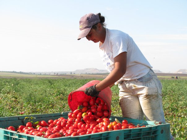 Angajari urgente in domeniul agriculturii