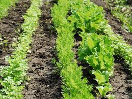 Plantat verdeturi Germania 1600euro