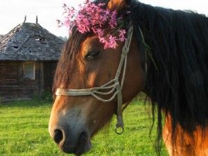 Politistii gorjeni au recoltat sange de la un cal pentru a-i stabili alcoolemia