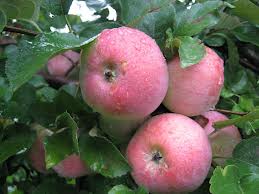AGRICULTURA GERMANIA