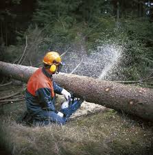 LUCRATOR FORESTIER  IN GERMANIA 