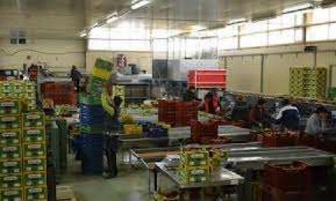 Sortat legume Germania 1700 euro