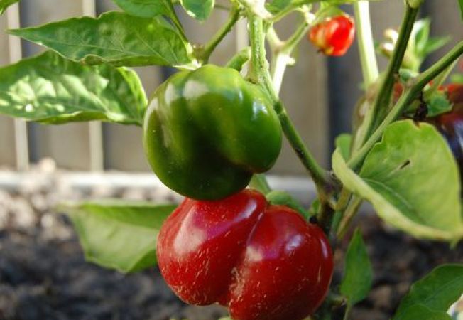 Muncitori in agricultura