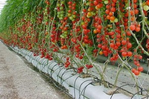 AGRICULTURA GERMANIA