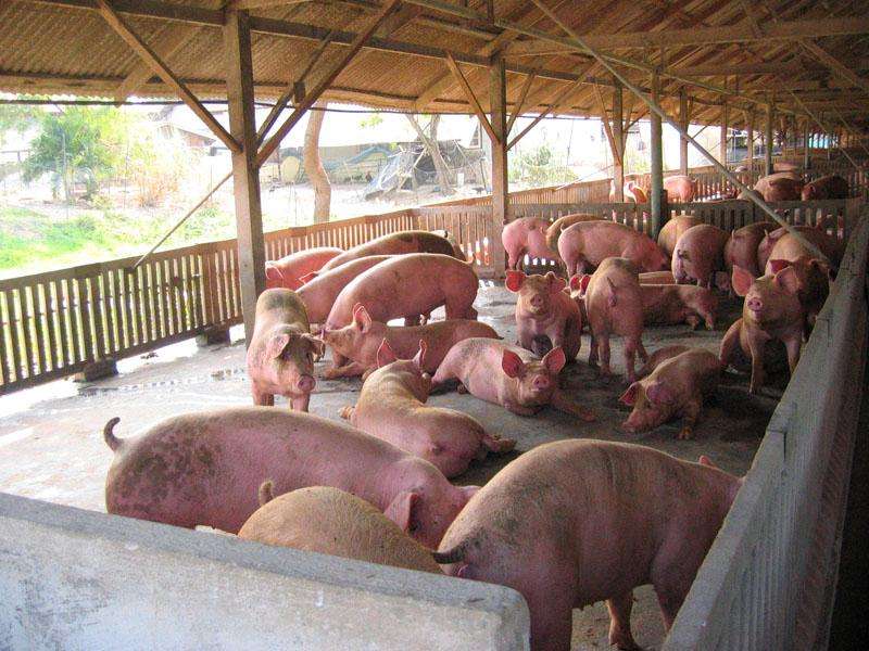 Necalificati in fermele de animale