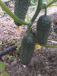 Sere de legume Germania 
