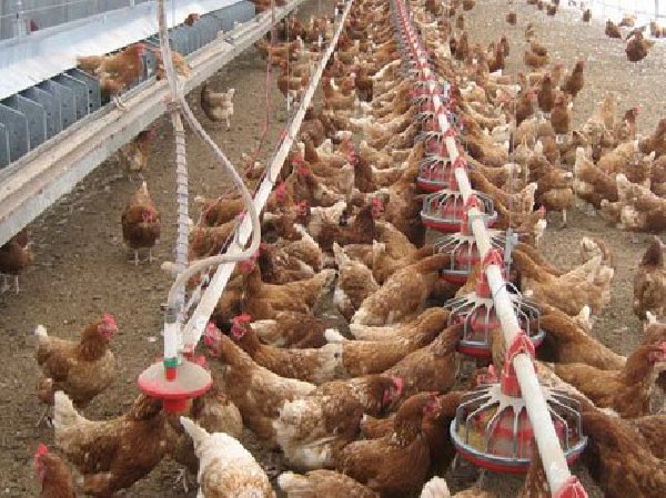 Ferma de pasari in Germania 