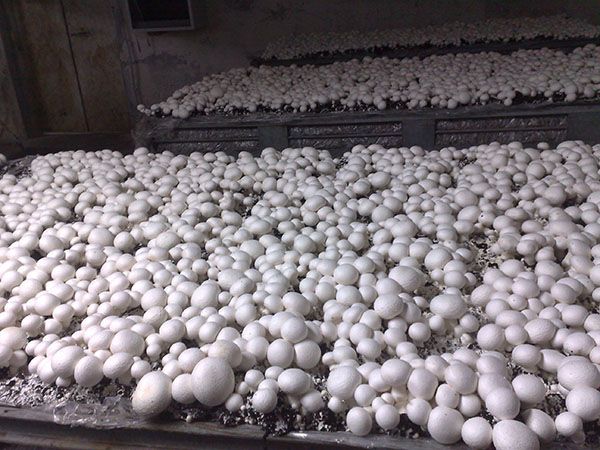  Plantat ciuperci Germania