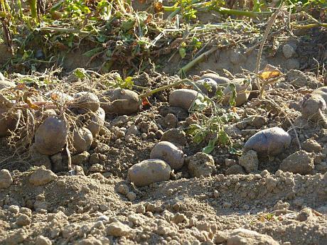 recoltare si ambalare legume Germania 