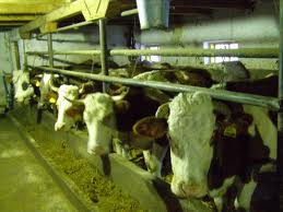 Ferma de vaci Germania 