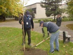 Bucurestenii se vor putea casatorii doar dupa ce vor planta un copac