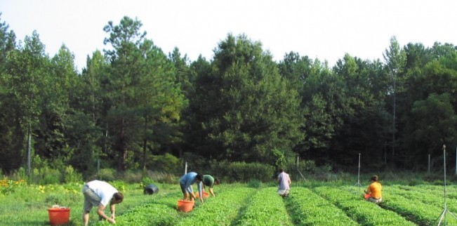 :Plantat verdeturi 1600 euro Germania