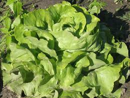 Sortare legume 1700 euro Germania