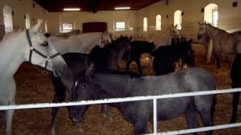 INGRIJITORI FERMA CALARIE GERMANIA