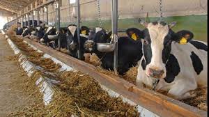 Muncitor agricol ferma de vaci Luxemburg