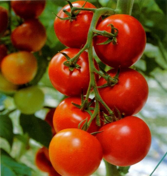 agricultura Germania