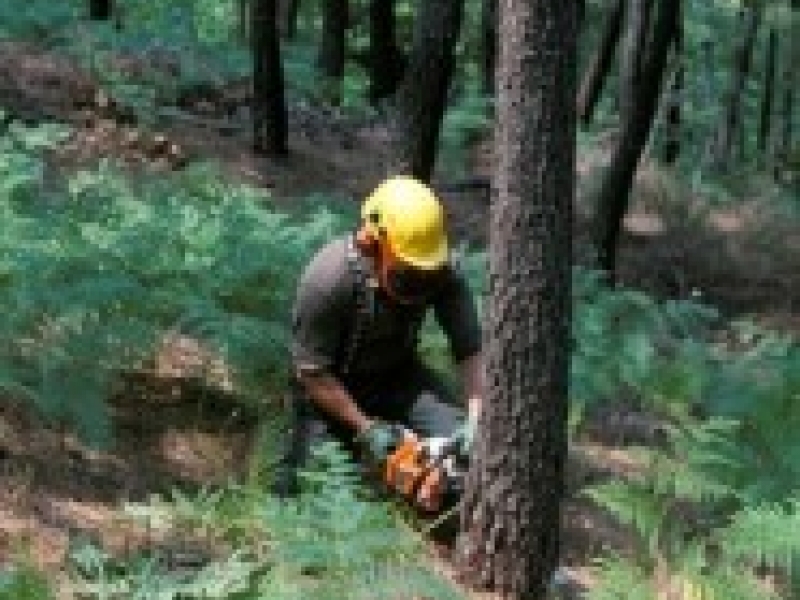 Domeniul forestier Germania