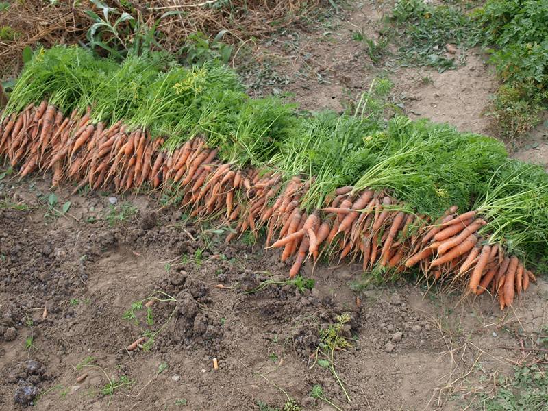 Recoltare legume in Germania 