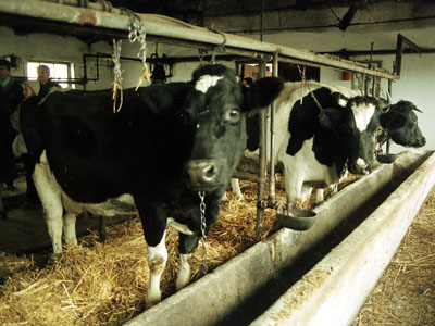 ferma vaci  in Germania