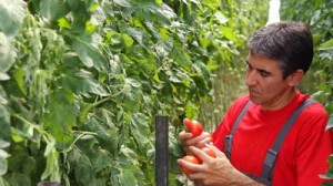 Agricultura Germania