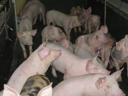 Ferme de purcei 1.600 Euro in Germania