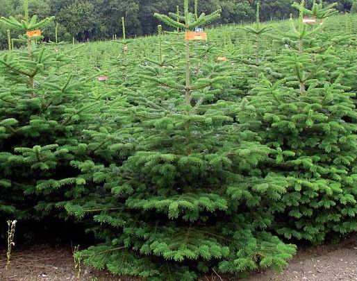 Taiat Brazi Germania