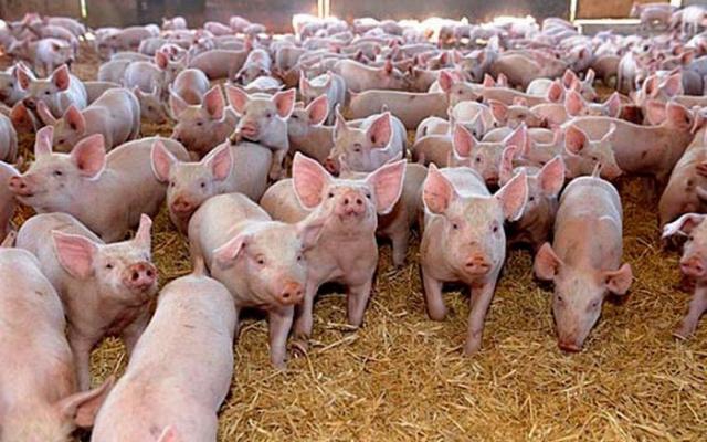 Ferme purcei Germania