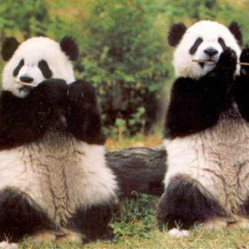 1.600 de ursi panda din hartie sub turnul Eiffel