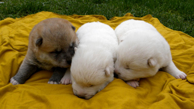Vand pui Akita Inu cu pedigree