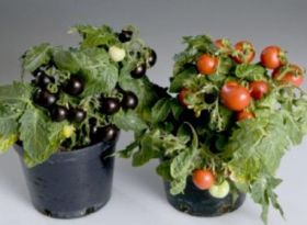 Rosia violeta, noua arma a cercetatorilor in lupta impotriva cancerului