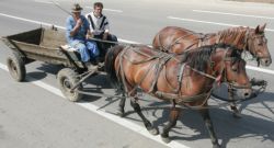 Concurs de carute organizat de politicienii Radu Moldovan si Dan Prunea