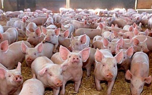 Ferme purcei Germania