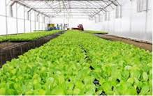 Agricultura Germania