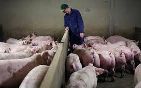  Zootehnie, ferma porci ,Germania